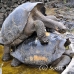 tortoise_galapagos_pa_h_0064_ecu2091.jpg
